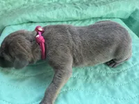 Dark Pink Blue Brindle female, a female Great Dane for sale in Jackson, SC – Photo 3 of 6