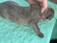 Dark Pink Blue Brindle female, a female Great Dane for sale in Jackson, SC – Photo 6 of 6