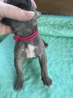 Dark Pink Blue Brindle female, a female Great Dane for sale in Jackson, SC – Photo 2 of 6