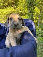 BLUE FAWN  FULL AKC, a male Great Dane for sale in Jackson, SC – Photo 3 of 9