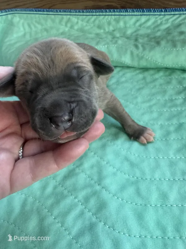 Black/Orange – Great Dane puppy for sale in Jackson, SC