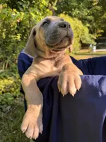 BLUE FAWN  FULL AKC, a male Great Dane for sale in Jackson, SC – Photo 2 of 9