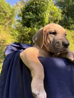 BLUE FAWN  FULL AKC, a male Great Dane for sale in Jackson, SC – Photo 5 of 9