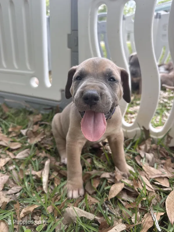 Dark blue,  blue fawn FULL AKC – Great Dane puppy for sale in Jackson, SC