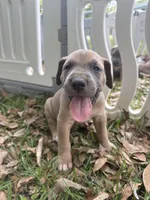 BLUE FAWN  FULL AKC, a male Great Dane for sale in Jackson, SC – Photo 7 of 9