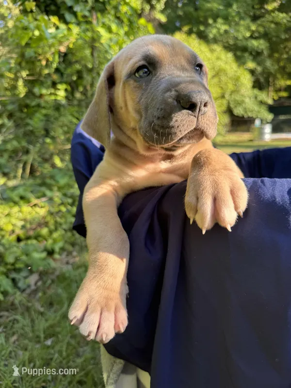 Dark blue,  blue fawn FULL AKC – Great Dane puppy for sale in Jackson, SC