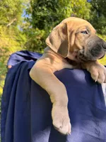 BLUE FAWN  FULL AKC, a male Great Dane for sale in Jackson, SC – Photo 6 of 9