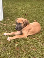 BLUE FAWN Limited l AKC, a male Great Dane for sale in Jackson, SC – 6 of 8