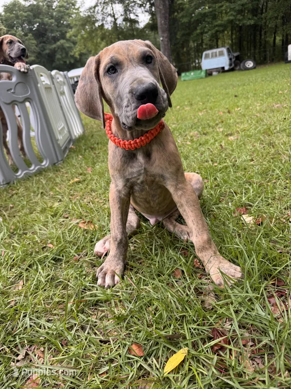 BLUE BRINDLE limited AKC – Great Dane puppy for sale in Jackson, SC
