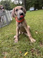 BLUE BRINDLE limited AKC, a male Great Dane for sale in Jackson, SC – 1 of 10
