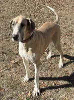Great Danes Due around November 1st, a  Great Dane for sale in Jackson, SC – 10 of 10