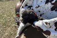 Red collar male, a male Great Dane for sale in Jackson, SC – Photo 3 of 3