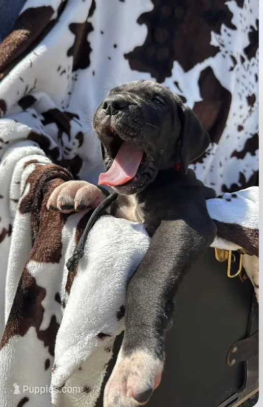 Red collar male, a male Great Dane for sale in Jackson, SC – Photo 1 of 3