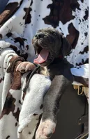 Red collar male, a male Great Dane for sale in Jackson, SC – Photo 1 of 3