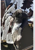 Red collar male, a male Great Dane for sale in Jackson, SC – Photo 2 of 3