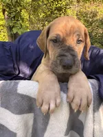 BLUE FAWN FULL AKC, a female Great Dane for sale in Jackson, SC – Photo 2 of 9