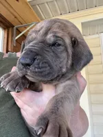 Dark Pink Blue Brindle Full AKC, a female Great Dane for sale in Jackson, SC – Photo 2 of 7