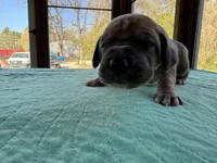 Light pink   blue fawn FULL AKC, a female Great Dane for sale in Jackson, SC – Photo 5 of 8