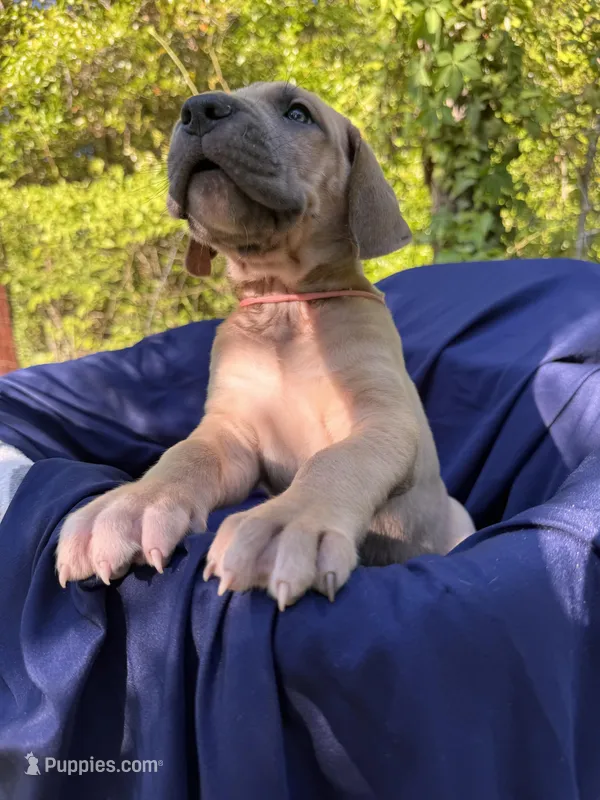 Light pink   blue fawn FULL AKC – Great Dane puppy for sale in Jackson, SC