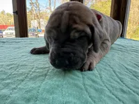 Dark Pink Blue Brindle Full AKC, a female Great Dane for sale in Jackson, SC – Photo 5 of 7