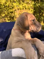 BLUE FAWN FULL AKC, a female Great Dane for sale in Jackson, SC – Photo 4 of 9