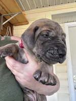 Dark Pink Blue Brindle Full AKC, a female Great Dane for sale in Jackson, SC – Photo 3 of 7