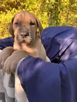 BLUE FAWN FULL AKC, a female Great Dane for sale in Jackson, SC – Photo 3 of 9