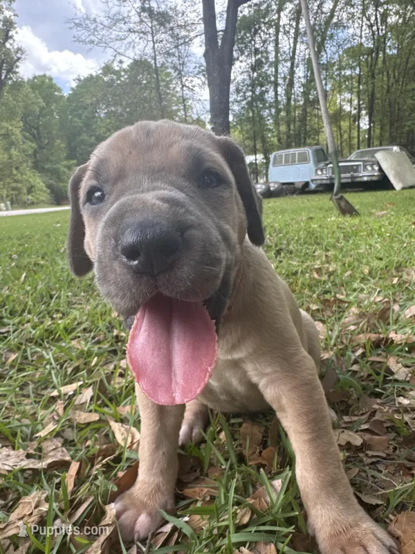 Light pink   blue fawn FULL AKC – Great Dane puppy for sale in Jackson, SC