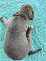 Light pink   blue fawn FULL AKC, a female Great Dane for sale in Jackson, SC – Photo 4 of 8