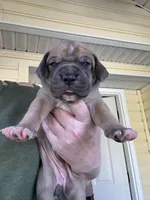 Light pink   blue fawn FULL AKC, a female Great Dane for sale in Jackson, SC – Photo 2 of 8