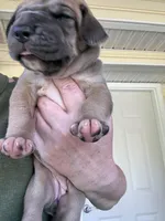 Light pink   blue fawn FULL AKC, a female Great Dane for sale in Jackson, SC – Photo 3 of 8