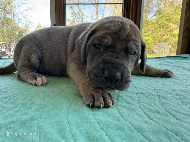 Dark Pink Blue Brindle female – Great Dane puppy for sale in Jackson, SC