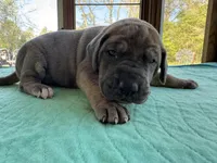 Dark Pink Blue Brindle Full AKC, a female Great Dane for sale in Jackson, SC – Photo 1 of 7