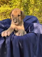 BLUE FAWN FULL AKC, a female Great Dane for sale in Jackson, SC – Photo 5 of 9