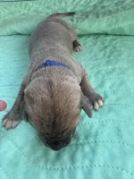 Dark blue blue fawn, a male Great Dane for sale in Jackson, SC – Photo 3 of 5