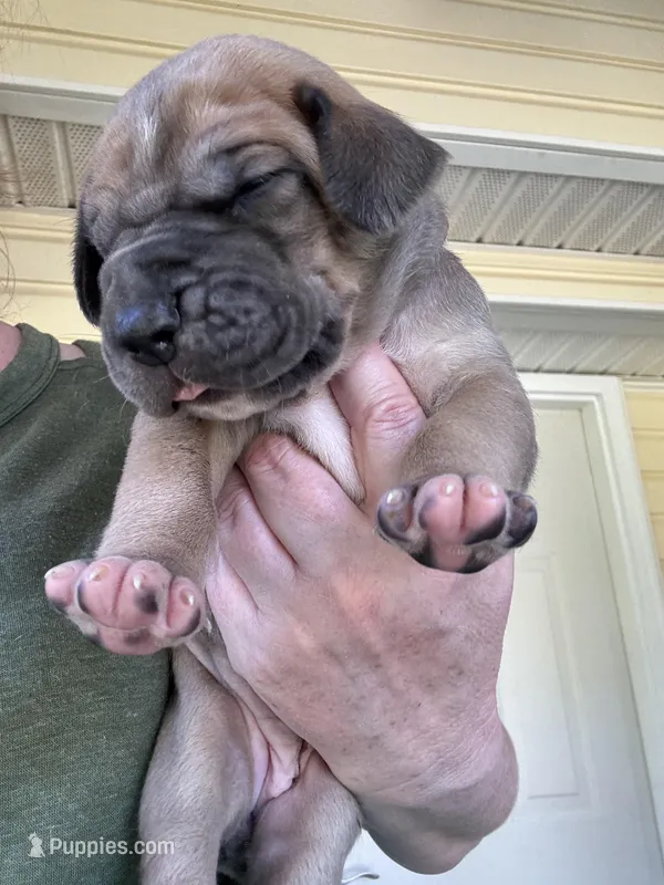 Light pink female  blue fawn – Great Dane puppy for sale in Jackson, SC