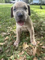 BLUE FAWN FULL AKC, a female Great Dane for sale in Jackson, SC – Photo 7 of 9