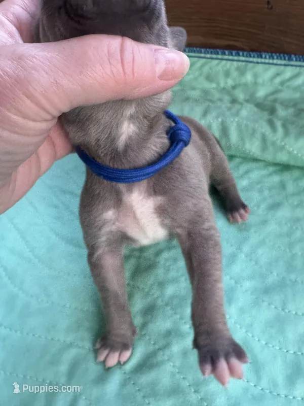 Dark blue blue fawn – Great Dane puppy for sale in Jackson, SC