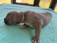 Light pink   blue fawn FULL AKC, a female Great Dane for sale in Jackson, SC – Photo 6 of 8