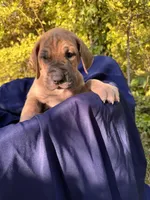 BLUE FAWN FULL AKC, a female Great Dane for sale in Jackson, SC – Photo 6 of 9