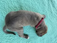 Dark Pink Blue Brindle Full AKC, a female Great Dane for sale in Jackson, SC – Photo 4 of 7