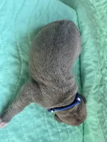 Dark blue blue fawn, a male Great Dane for sale in Jackson, SC – Photo 4 of 5