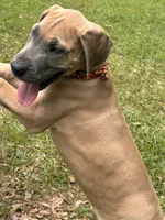 BLUE FAWN Limited l AKC, a male Great Dane for sale in Jackson, SC – 2 of 8