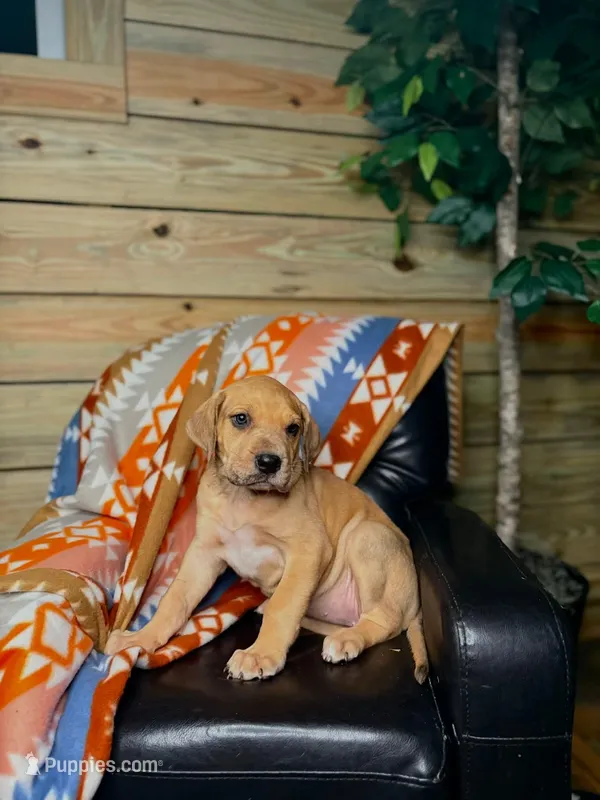 Red Girl-Florida – Great Dane puppy for sale in Jackson, SC