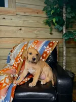 Red Girl-Florida, a female Great Dane for sale in Jackson, SC – Photo 2 of 2