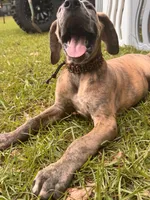 BLUE BRINDLE limited AKC, a male Great Dane for sale in Jackson, SC – 6 of 9