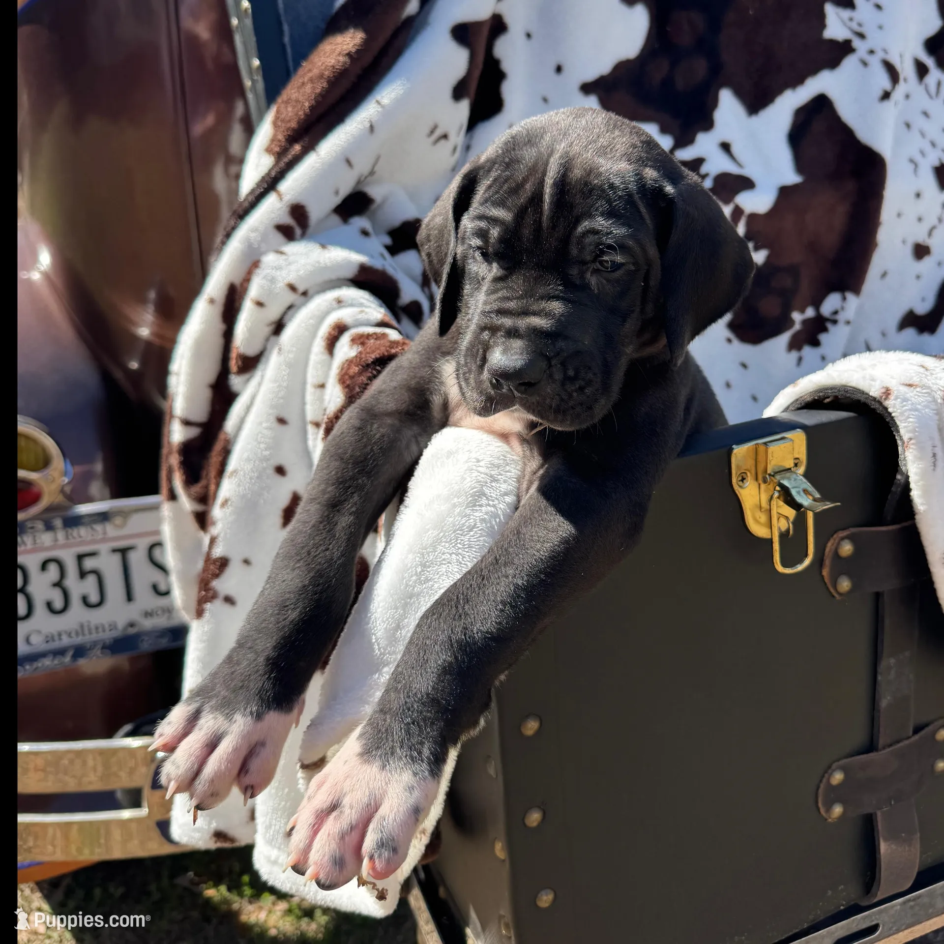 Number 8 – Great Dane puppy on hold in Jackson, SC