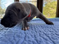 Orange blue brindle  FULL AKC, a male Great Dane for sale in Jackson, SC – Photo 9 of 9