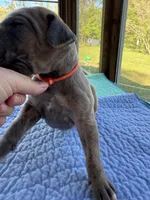 Orange blue brindle  FULL AKC, a male Great Dane for sale in Jackson, SC – Photo 7 of 9