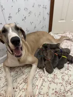 Dark blue,  blue fawn FULL AKC, a male Great Dane for sale in Jackson, SC – Photo 7 of 8